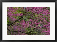 Framed Redbud Tree In Full Bloom, Longwood Gardens, Pennsylvania