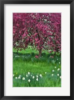 Framed Springtime Crabapple In Rose Blooming, Chanticleer Garden, Pennsylvania