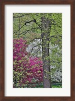 Framed Flowering Crabapple Trees, Chanticleer Garden, Pennsylvania