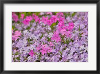 Framed Low Growing Phlox, Chanticleer Garden, Pennsylvania