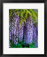 Framed Purple Wisteria Blossoms Hanging From A Trellis