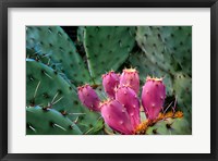 Framed Pink Cactus