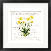 Floral VI Framed Print