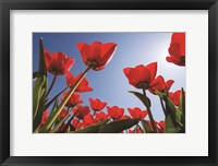 Framed Look Up in Red