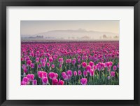 Framed Sunrise Over The Skagit Valley Tulip Fields, Washington State