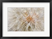 Framed Seedhead Of Yellow Salsify, Eastern Washington