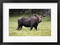 Framed Wyoming, Yellowstone National Park Bull Moose With Velvet Antlers