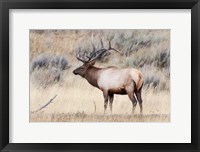 Framed Portrait Of A Bull Elk With A Large Rack