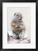 Framed Richardson's Ground Squirrel