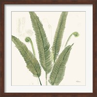 Framed Forest Ferns II Dark