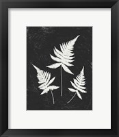 Framed 'Forest Shadows IV Black Crop' border=