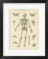 Framed Skeleton Chart