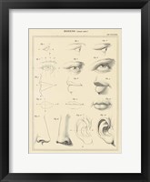 Framed Face Chart