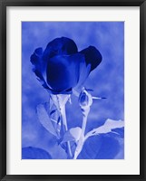 Framed Cobalt Rosebud