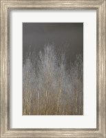Framed Silver Forest III