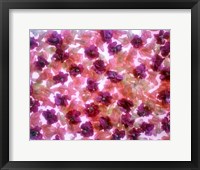 Framed Full Frame Of Pink And Purple Flowers