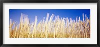 Framed Marram Grass In A Field, Washington State