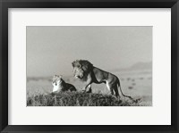 Framed Lion And Lioness On A Hill
