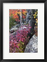 Framed Autumn Color Foliage And Boulders Along Saint Louis River, Minnesota.