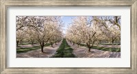 Framed Almond Trees In An Orchard, Central Valley, California
