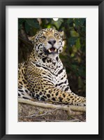 Framed Close-Up Of A Jaguar Snarling