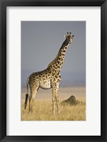 Framed Masai Giraffe Standing In A Forest, Kenya