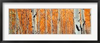 Framed View Of Aspen Trees, Granite Canyon, Wyoming,