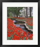 Framed Red Tulips And Brook In Hodges Gardens, Louisiana