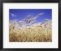 Framed Close-Up Of Heads Of Wheat Stalks Against Blue Sky