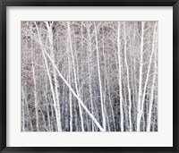 Framed Leafless Quaking Aspens Form A Pattern, Boulder Mountain, Utah