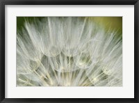 Framed Close-Up Of Dandelion Seed, Lockport Prairie Nature Preserve, Illinois