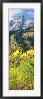 Framed View Of Trees At Bottom Of Mountain, Aspen
