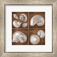 Framed 'Seashells Treasures I' border=