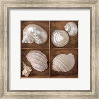 Framed 'Seashells Treasures II' border=