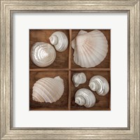 Framed 'Seashells Tresasures III' border=