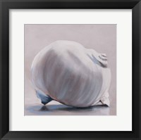 Framed Moon Snail