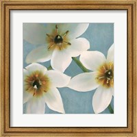 Framed 'Lily Parfait I' border=