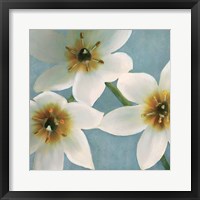 Lily Parfait I Framed Print