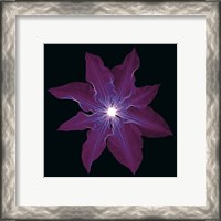 Framed 'Clematis' border=