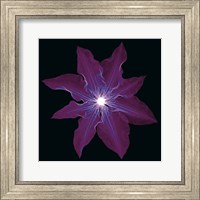 Framed 'Clematis' border=