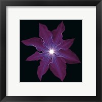 Framed 'Clematis' border=