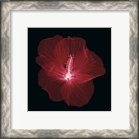 Framed 'Hibiscus' border=