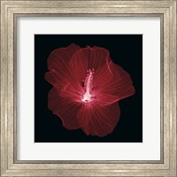 Framed 'Hibiscus' border=