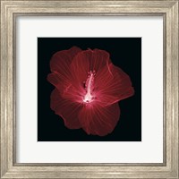 Framed 'Hibiscus' border=