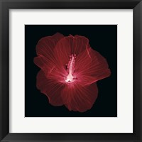 Framed Hibiscus