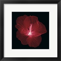 Framed 'Hibiscus' border=