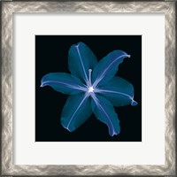 Framed 'Lily' border=