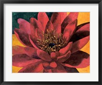 Framed Red Water Lily