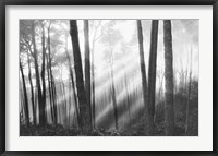 Framed Mystical Forest & Sunbeams