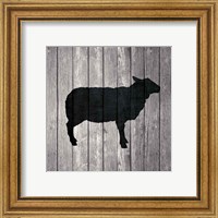 Framed 'Barn Sheep' border=